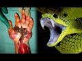 20 Most Poisonous & Dangerous Snakes in the World