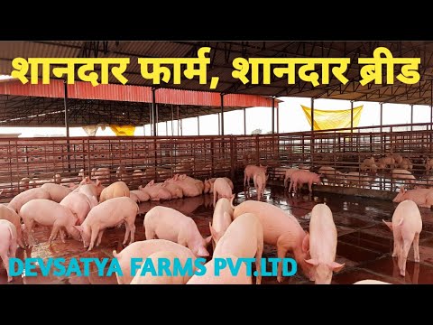 Pure breed pig farming