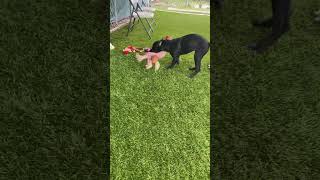 Video preview image #1 Labrador Retriever-Unknown Mix Puppy For Sale in Miami, FL, USA
