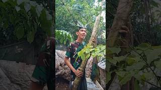 Download lagu Mau ketawa takut !!! #suaraburung #birdsounds #entertainment #masteranjernih #funny #birds #ajelol mp3 Download lagu Mau ketawa takut !!! #suaraburung #birdsounds #entertainment #masteranjernih #funny #birds #ajelol mp3