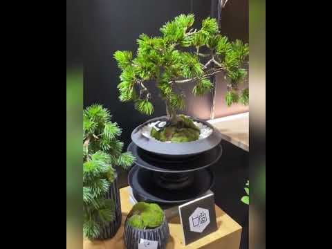 盆栽CUPBONカップボン(プリマ株式会社)