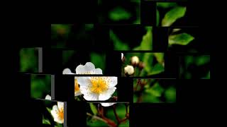 Jennifer Warnes - It`s Raining