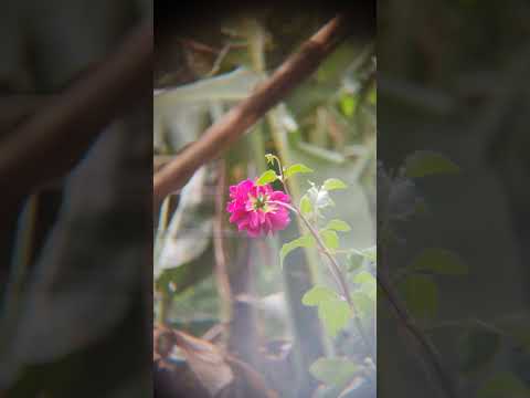 Dahlia 🥀 #dahlias #flowers
