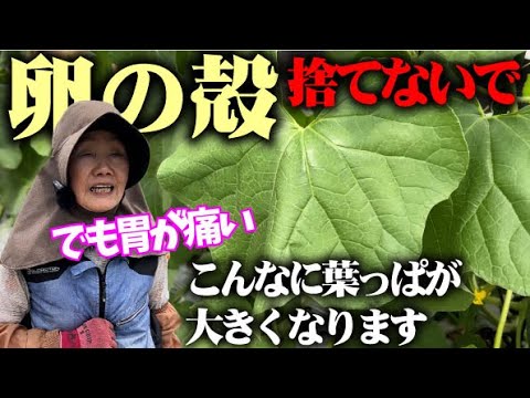 砕いた卵の殻を緑の植物の庭に使用する