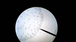 microscopic monocot corn stem cross section anatomy, Part 1