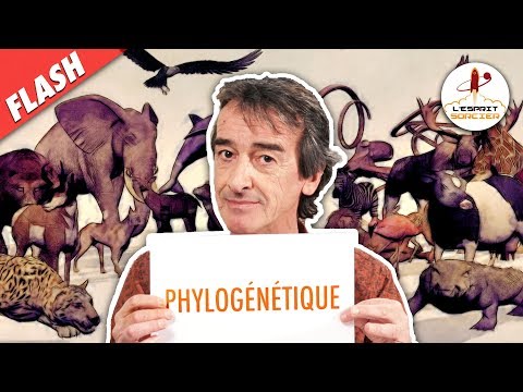 Comment classe-t-on les animaux ? - Flash #8 - L'Esprit Sorcier