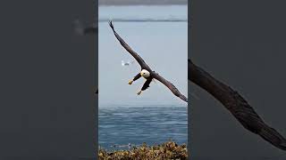 águia Eagle #eagle