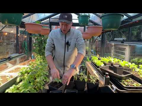 Early June Tomatoes: Potting On for a Quick Harvest