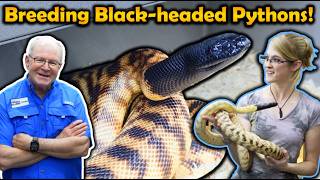 How to Breed Black-Headed Pythons! (with Split Rock Reptiles)