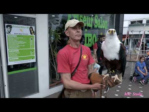 Monheim am Rhein  Veni,Vide, Gaude Stadtfest  Greifvogel  Show 2022