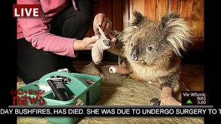 preview picture of video 'Sam the Koala is dead by CubbyHouseFilms HD'