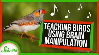 We Taught Birds to Sing by Altering Their Brains | SciShow News