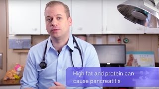 Vet Advice | Can I Feed My Dog People Food?