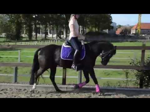 4-jährige niederländische Ponystute