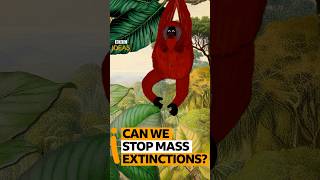 How can we save plants and animals from extinction? #bbcideas #climate #extinction