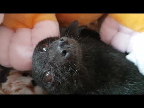 Such A Beautiful Baby Bat. Things Bats Need For Flight.