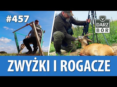 Darz Bór odc. 457 Zwyżki i Rogacze