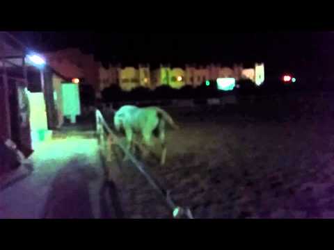 الحصان المهند قبل العلميه