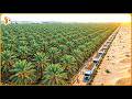 How UAE Turned Millions Acres of Desert Into a High Tech Farming Powerhouse