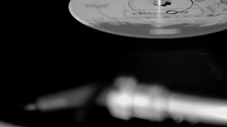 THE GOLDEN PALOMINOS  clean plate