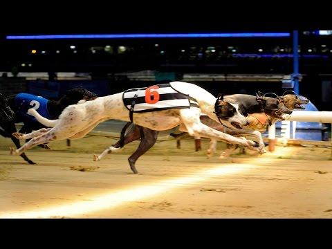 Apuesta a las carreras de galgos en Tiki Taka