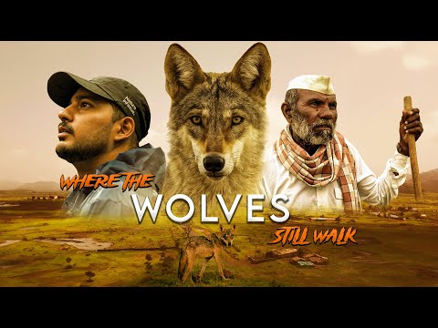 India’s Wolves Are Disappearing. We Found Them Here. | Wildlife Documentary | With English Subtitles