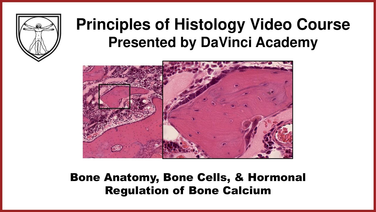 Bone Anatomy, Bone Cells, & Hormonal Regulation of Bone Calcium  [Bone Histology Part 1 of 3]