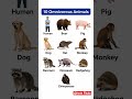 Omnivorous Animal | 10 Omnivorous Animal | Omnivorous Animal Name | Carnivorous Omnivorous | Animals