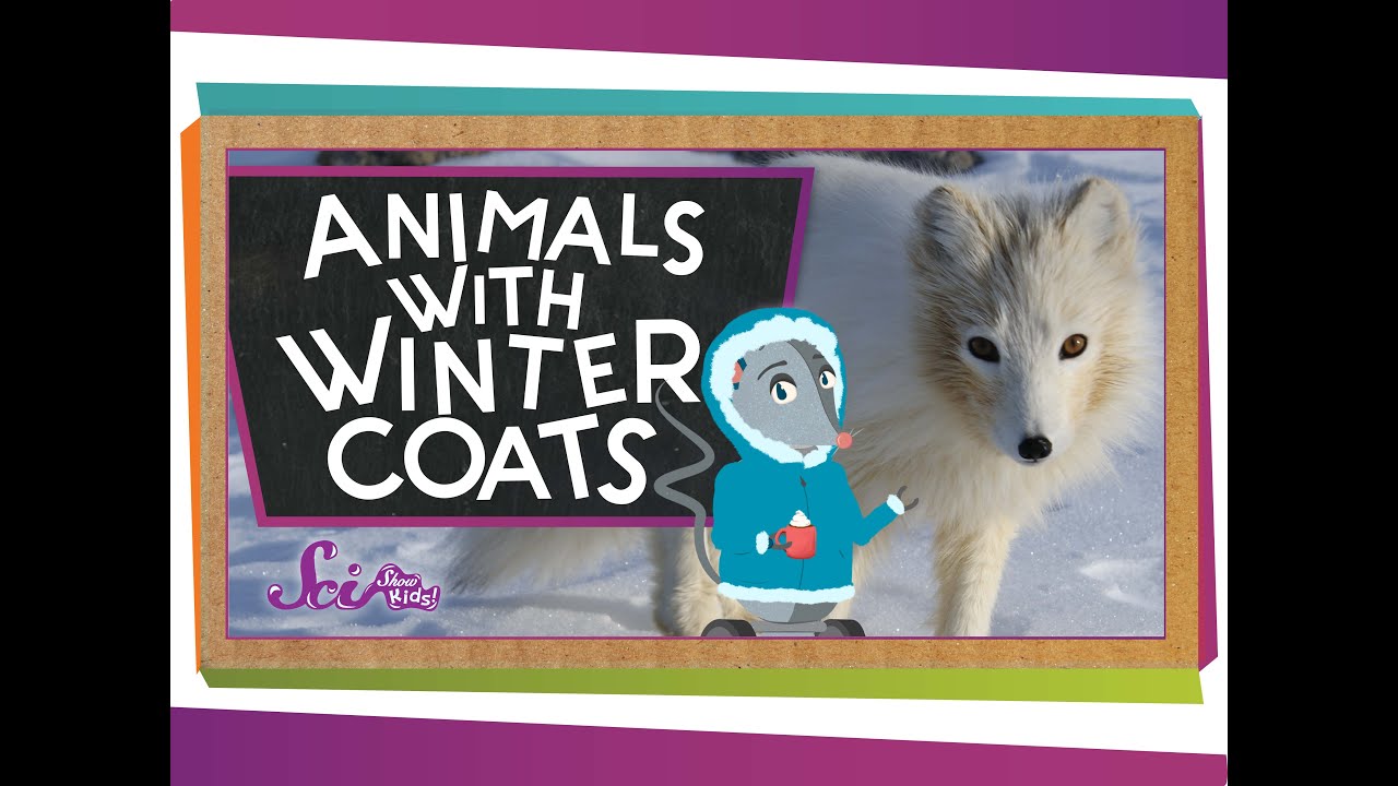 Animals with Winter Coats!
