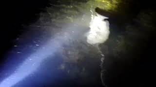 pesca sub noturno. água doce.