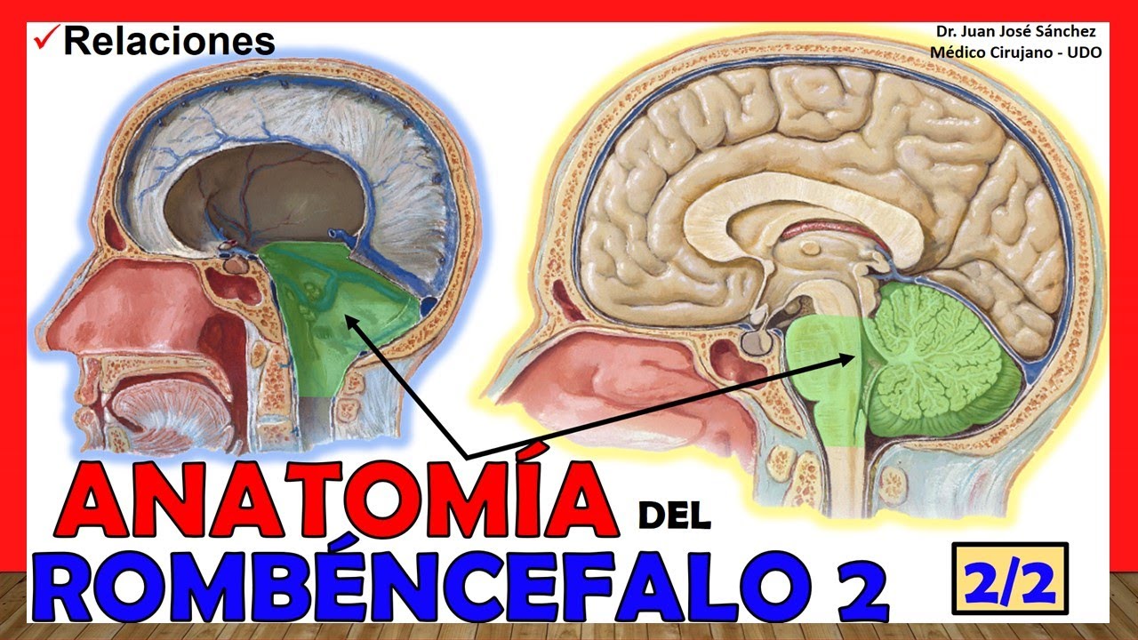 🥇 Anatomía del ROMBENCÉFALO 2/2. (Relaciones) ¡Explicación Sencilla!