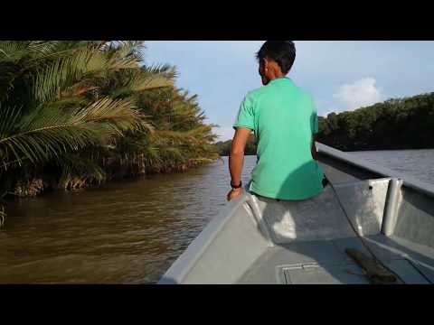 Hunt for Nippa Palm (Nypa fruticans) fruits in Borneo