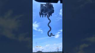 Download lagu Clearing land in the forest, encountering a five-meter-long king cobra #python #cobra #uniquefacts mp3 Download lagu Clearing land in the forest, encountering a five-meter-long king cobra #python #cobra #uniquefacts mp3