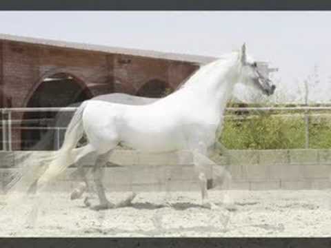 Andalusian Stallion for sale