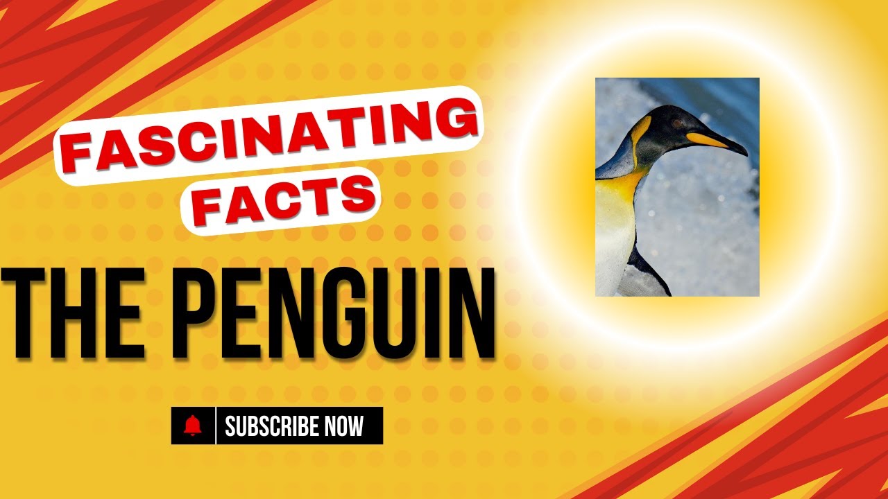Fascinating Facts About Penguins - Nature's Flightless Wonders