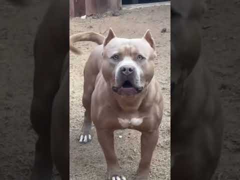 Pitbull barking #shorts