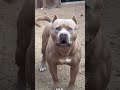 Pitbull barking #shorts