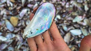 RAINBOW SHELL BEACH