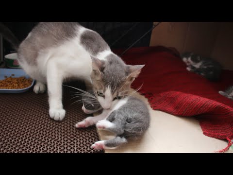 Mother cat wants to move her baby kittens