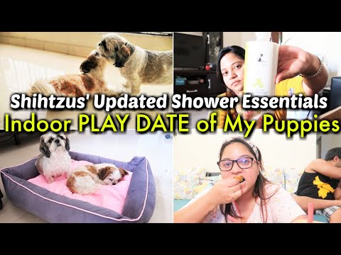Indoor PLAY DATE of My Puppies | My Puppy's Updated Shower Essentials | My Puppies' Weekend Routine Video