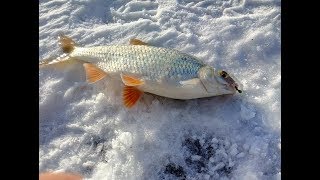 Зимняя рыбалка на куршском заливе