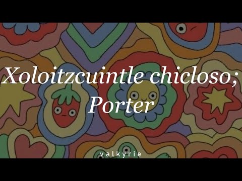 Porter - Xoloitzcuintle chicloso