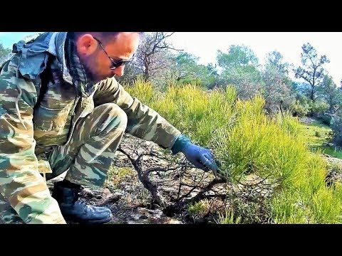 Pine Tree Υamadori Hunting Vol. 1 - Bonsai Inspiration From Nature