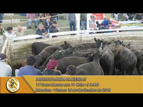 16-11-18 Venta de Vientres - Jauregui Lorda Haciendas - Brandsen