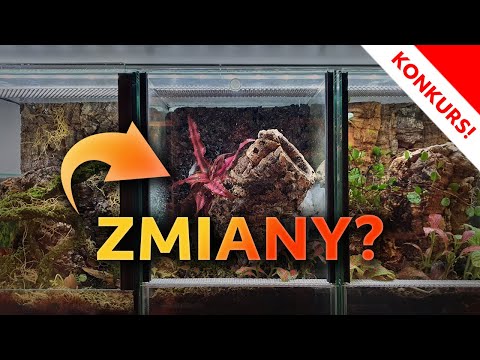 #57  Aktualizacja terrariów dla nadrzewniaków | ⚠️KONKURS⚠️ wygraj nawet 21 ptaszników!