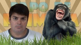 Afinal, o homem descende do macaco?