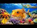 Dive Into the Mesmerizing Underwater Realm | Marvel at Sea Animal in The Best 4K ULTRA HD Ocean 🐠 #3 DEFAULT Thumbnail