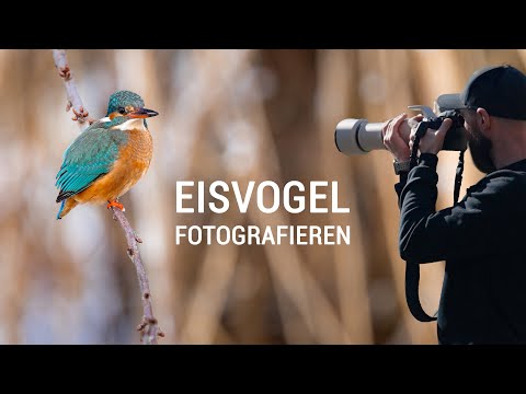 Eisvogel fotografieren – So gelingt das perfekte Bild!