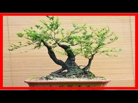 紫檀盆栽風水