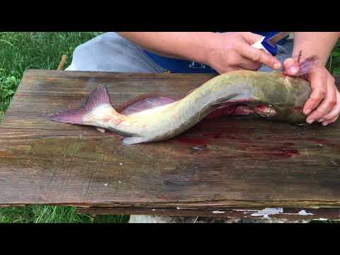 Quick and Easy Catfish Cleaning